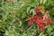 Sacred bamboo with red berries also known as heavenly bamboo