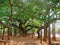 Sacred Banyan Tree at Matrimandir, Auroville, India