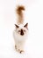 Sacred Birman cat