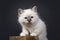 Sacred Birman kitten standing on a wooden stool