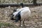 Sacred black and white ibis bird in aviary