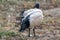 Sacred black and white ibis bird cleaning feathers