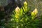 Sacred Brahma Kamal (Saussurea obvallata), revered Himalayan flower, Kinner Kailash Yatra, Himachal Pradesh, India