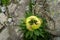 Sacred Brahma Kamal (Saussurea obvallata), revered Himalayan flower, Kinner Kailash Yatra, Himachal Pradesh, India