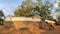 Sacred Buddhist Maha Bodhi tree, Sri Lanka