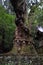 Sacred Cedar Tree at Ogosha Jinja Shrine in Yufuin, Japan