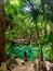 Sacred cenote azul in Tulum, Yucatan Peninsula, Mexico