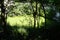 The Sacred cenote in Chichen Itza, Mexico