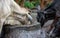 Sacred cow drinking in a rustic drinking fountain in India