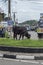 Sacred cow grazes on a tiny patch of grass in a crossroad of a street with traffic in Galle, Sri Lanka