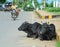 Sacred cows on street in Bodhgaya, India