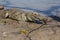 Sacred crocodile, Burkina Faso