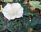 Sacred Datura