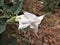 Sacred Datura