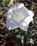 Sacred Datura aka Jimsonweed in Utah Desert