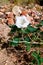 Sacred Datura Jimson Weed