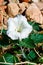 Sacred Datura Jimson Weed