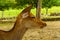 Sacred deer in Nara Park