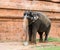 Sacred elephant drink from a bucket