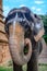 Sacred elephant in Hindu temple Brihadishwara