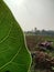 Sacred Fig Ficus religiosa Leaf with Veins