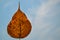 Sacred fig leaf on blue sky background