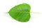 Sacred fig leaf (Ficus religiosa L. , Pipal Tree, Bohhi Tree, Bo