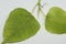 Sacred fig Tree leaf Spruce leaf (Ficus religiosa) leaf. with blur background