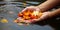 Sacred flowers are taken for worship in the hand in the river Ganges