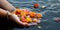 Sacred flowers are taken for worship in the hand in the river Ganges