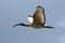 Sacred Ibis