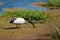 Sacred Ibis feeding