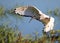 Sacred Ibis in flight