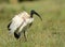 Sacred ibis, Lake Naivasha, Kenya