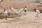 A Sacred Ibis landing showing off  its beautiful white and red wings against a sandy background near a pond Threskiornis