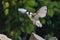 A Sacred Ibis landing showing off  its beautiful white and red wings against a sandy background near a pond Threskiornis