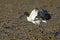 Sacred Ibis portrait