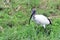Sacred ibis, Queen Elizabeth National Park, Uganda