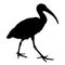 Sacred ibis silhouette 001