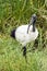 A sacred ibis standing tall in the tall grass of Lake Manyara National Park