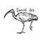 Sacred ibis - vector illustration sketch hand drawn with black l