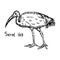 Sacred ibis walking - vector illustration sketch hand drawn with