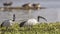 Sacred ibises Wading Among Weed