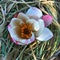 sacred indian lotus flower Nelumbo nucifera