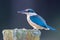 Sacred Kingfisher of Australasia