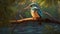 The Sacred Kingfisher in Australia