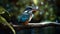 The Sacred Kingfisher in Australia