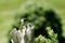 Sacred kingfisher bird in New Zealand