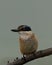 Sacred kingfisher bird perched on a thin branch in a natural outdoor setting