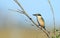 Sacred Kingfisher with copy space